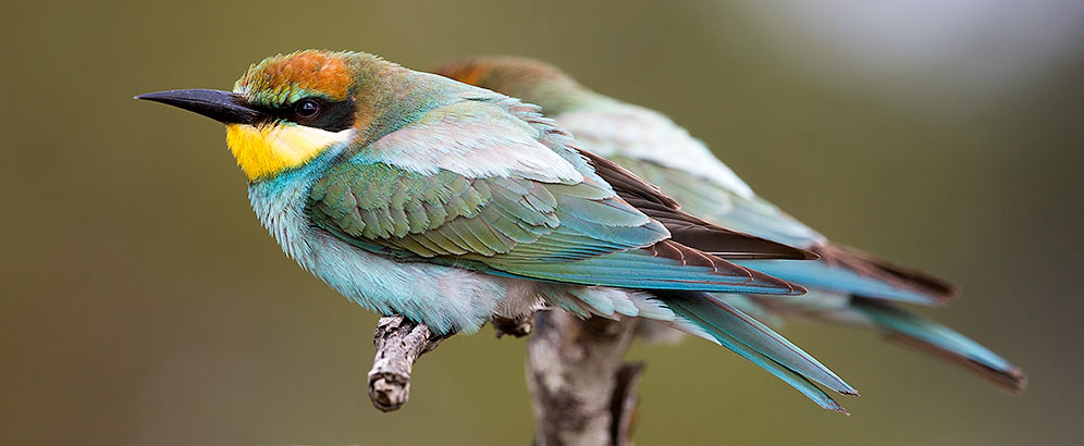 European Bee-eaters